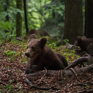 Notranjska - Juvenile brown bear